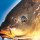 Классические прикормки FISHDREAM Карп 1,0 кг