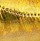 Воблер Pontoon 21 Hypnose 38F-SR 38mm 3.7g 0.3-0.7m 213