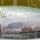 Воблер PONTOON 21 Bet-A-Shad 63F 012 Wakasagi HM
