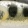 Воблер PONTOON 21 Gem 34F SR 501