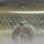 Воблер PONTOON 21 Loco Perro 80DW 830
