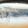 Воблер PONTOON 21 Mojarrilla 40F DR 901