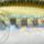 Воблер PONTOON 21 Mojarrilla 40F DR 915