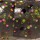 Силикон LUCKY JOHN Rock Craw 2.0in(05.10)/S21