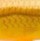 Воблер Rapala Tail Dancer Deep TDD-7 70F GF