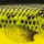 Воблер Rapala Scatter Rap CountDown SCRCD05 5S 5g FMN