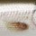 Воблер Rapala Scatter Rap CountDown SCRCD05 5S 5g SML