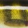 Воблер Rapala Scatter Rap Tail Dancer SCRTD09 9F 13g PEL