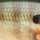 Воблер Rapala Scatter Rap Shad SCRS05 50F 5g BG