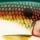 Воблер Rapala Scatter Rap Shad SCRS05 50F 5g SD