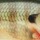 Воблер Rapala Scatter Rap Shad Deep DSCRS07 70F 7g BG