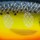 Воблер Rapala Scatter Rap Shad Deep DSCRS07 70F 7g HS
