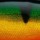 Воблер Rapala Scatter Rap Shad Deep DSCRS07 70F 7g P