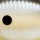 Воблер Rapala Scatter Rap Crank Shallow SSCRC05 50F 9 g DSSD