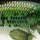 Воблер Rapala Scatter Rap Crank Deep DSCRC05 50F 9 g BB