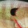 Воблер Rapala Scatter Rap Crank Deep DSCRC05 50F 9 g BG