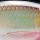 Воблер Rapala X-Rap Shad XRS06 60SP 9 g S