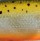 Воблер Rapala CountDown CD05 50S RFSM