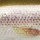Воблер Rapala CountDown CD05 50S SML