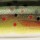 Воблер Rapala Jointed J07 70F TR