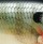 Воблер Rapala Super Shad Rap SSR14 140F BG