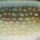 Воблер Rapala Super Shad Rap SSR14 140F SPK