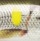 Воблер Rapala Team Esko TE-7 70F AYUL