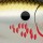Воблер Rapala Jointed Shad Rap JSR04 40SP BOF