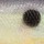 Мягкая приманка Storm Suspending WildEye Swim Shad 54g HSD