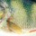 Воблер Salmo SLIDER 5S RPH