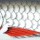 Воблер Salmo Minnow 50F D
