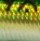 Воблер Strike Pro Swing Minnow 53F 2.3гр SP-012F 081