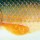 Воблер Salmo Perch 80F RR