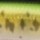 Воблер YO-ZURI PIN'S MINNOW (F) 50mm F196-GSBS