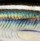 Воблер Rapala Scatter Rap Shad Deep DSCRS07 70F 7g SMHL