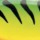 Воблер Rapala Shallow Shad Rap 50F FT