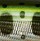 Воблер Pontoon21 Shallow First 70F 4г A50