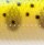 Воблер Kosadaka Cord-R XS 70F 4.15g 0-0.3m NT