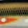 Воблер DAIWA DB. MINNOW 110SP 13.5g 17