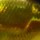 Воблер Jackall 10cc 50F 9.5гр hl gold & black