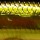 Воблер Jackall Flat Fly 50SP 2.3гр hl gold& black