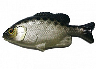 Силикон Jackall Clone Gill 2.5" Reservoir Hera