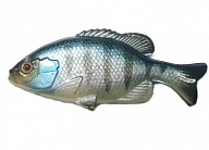 Силикон Jackall Clone Gill 2.5" Blue Gill