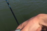 с отводным поводком на маныче с отводным поводком на маныче